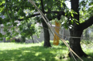 a dress made of sack-cloth, hanging outside on a tree. A trail of words on paper is sewn through the dress. The photo shows a close up of one end of the paper, leading to the dress which hangs in the background.